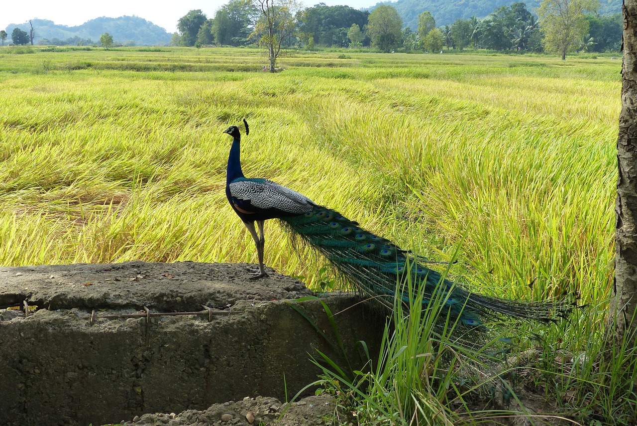Sri Lanka Cultural Heritage