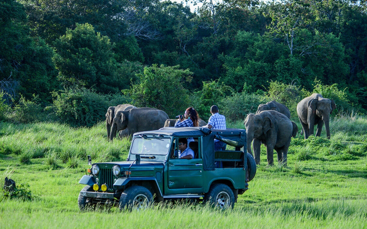 Sri Lanka Wildlife